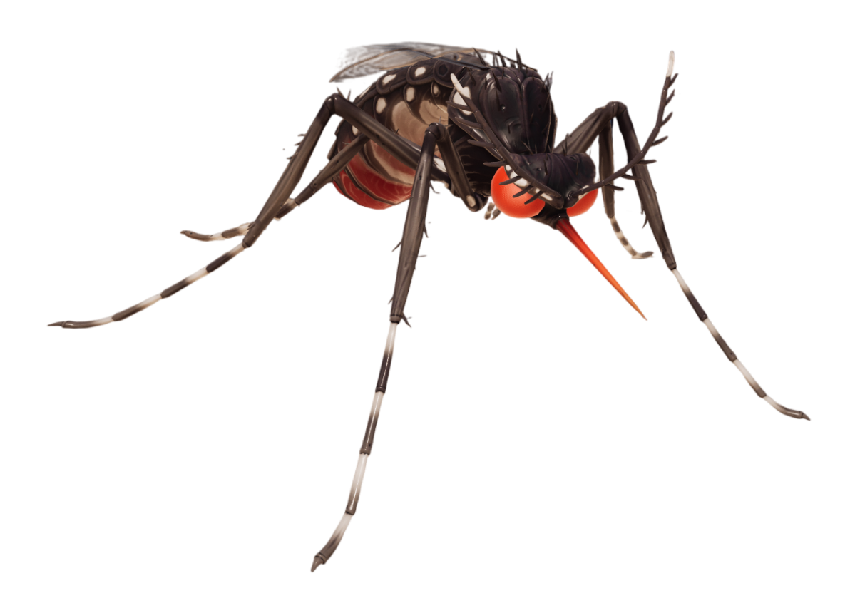 Tiger Mosquito